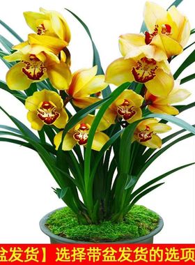 金玉满堂浓香型兰花苗带花苞基地直发花香浓香室内花卉盆栽