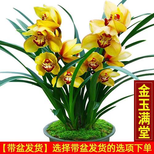 金玉满堂浓香型兰花苗冬带花苞基地直发花香浓香室内花卉盆栽