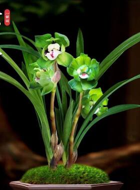 兰花苗春兰绿云富贵荷