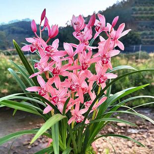 名贵精品兰花冬带花苞红粉佳人浓香型兰花苗建兰室内绿植花卉四季