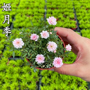姬月季日本姬乙女姬超微蔷薇迷你微盆景阳台桌面懒人绿植盆栽花卉