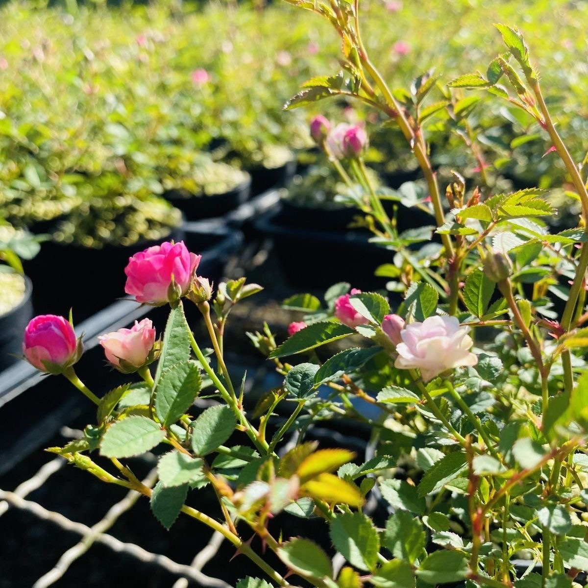 【开花机器】带花苞须惠姬超微月季四季好养室内绿植花卉小盆栽