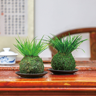 黄金胧月菖蒲盆景草水培苗虎须小叶艾草水生鱼缸造景新鲜室外绿植