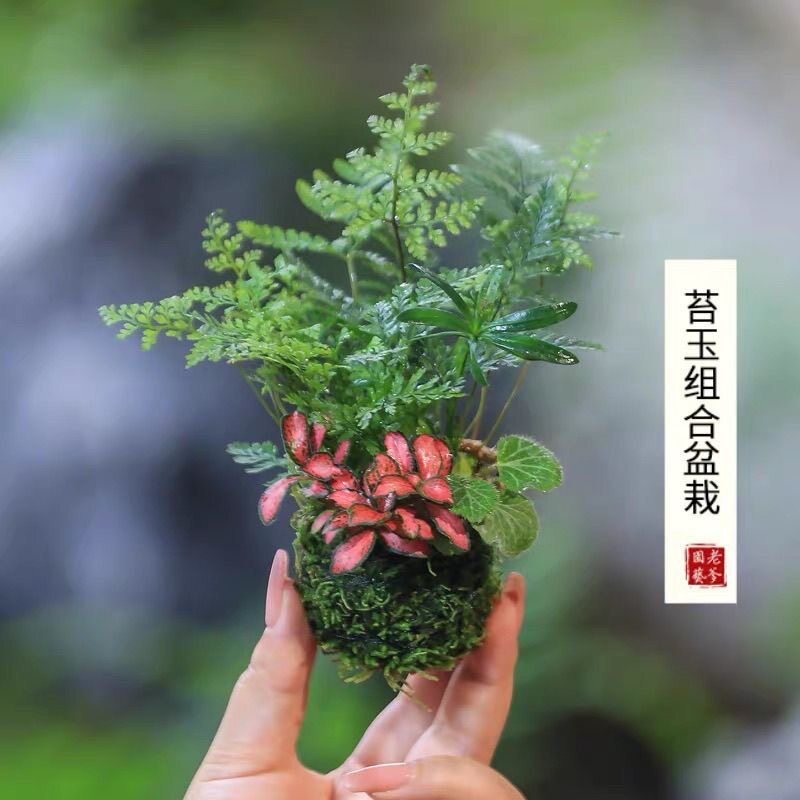 水培植物苔藓球植物文竹苔藓绿植室内盆栽蕨类微景观