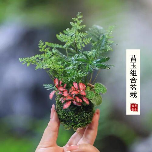 水培植物苔藓球植物文竹苔藓绿植室内盆栽蕨类微景观