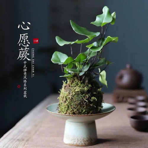 苔藓球心愿蕨喜水耐阴室内植物办公室茶桌桌面懒人绿植鲜活微景观