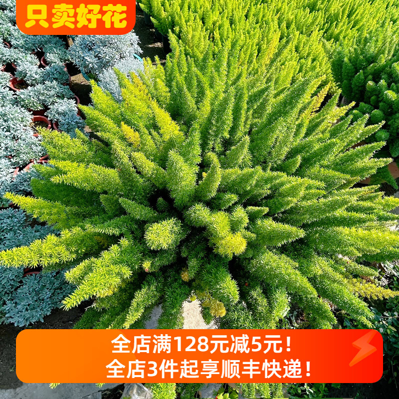 狐尾天门冬盆栽植物庭院花园柜台绿植四季常绿除甲醛观叶花镜花苗