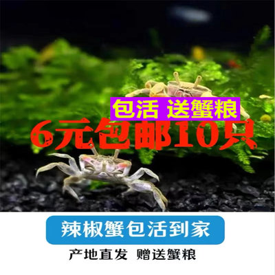 迷你蟹辣椒蟹宠物鱼缸观赏蟹淡水活体草缸可深水养殖小螃蟹除藻蟹