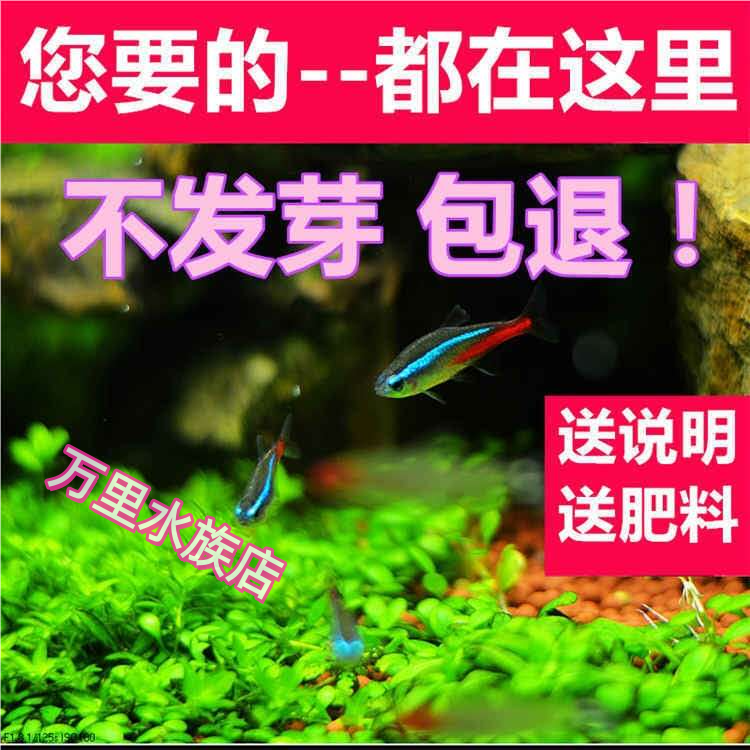 鱼缸水草种子生态玻璃瓶植物种籽孑水培阴性真草盆栽装饰造景套餐