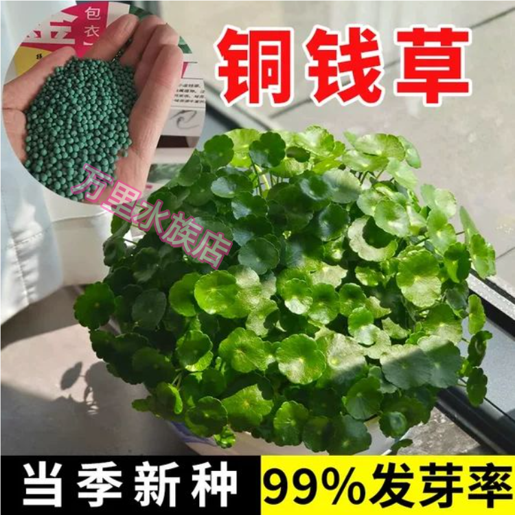 铜钱草草籽大叶子水养种籽四季播种水培植物花卉盆栽室内常绿种子