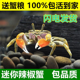 迷你辣椒蟹鱼缸观赏小螃蟹好家养淡水宠物生态瓶深水豆豆蟹鲜活的