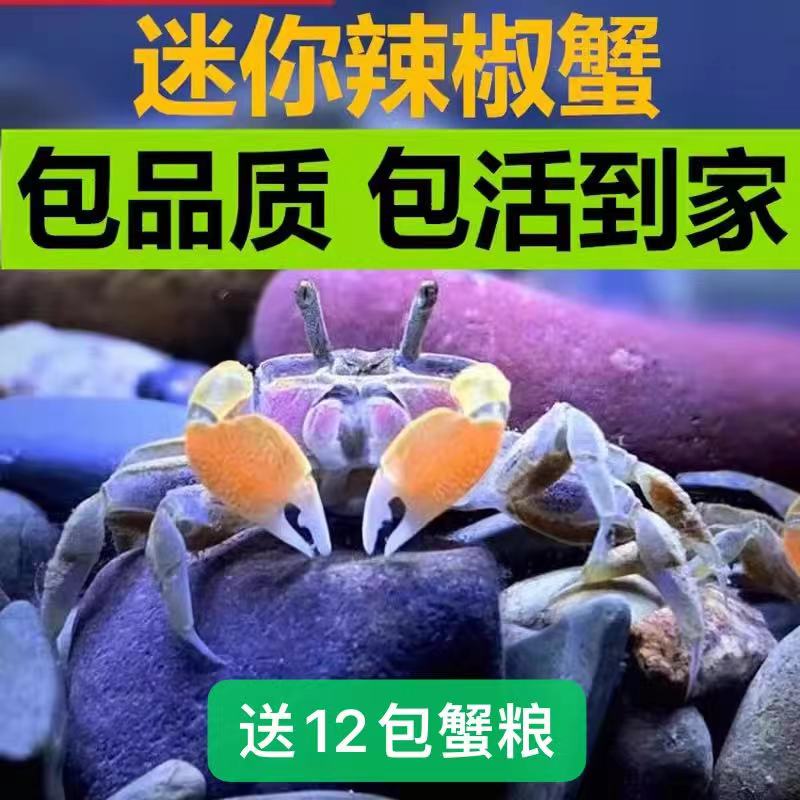 迷你辣椒蟹鱼缸观赏小螃蟹好家养淡水宠物生态瓶深水豆豆蟹鲜活的