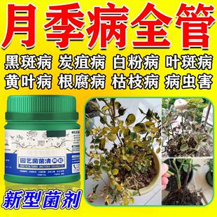 月季花病虫害常用药专治黄叶黑斑枯叶白粉黑杆枯枝灰霉病杀菌虫剂