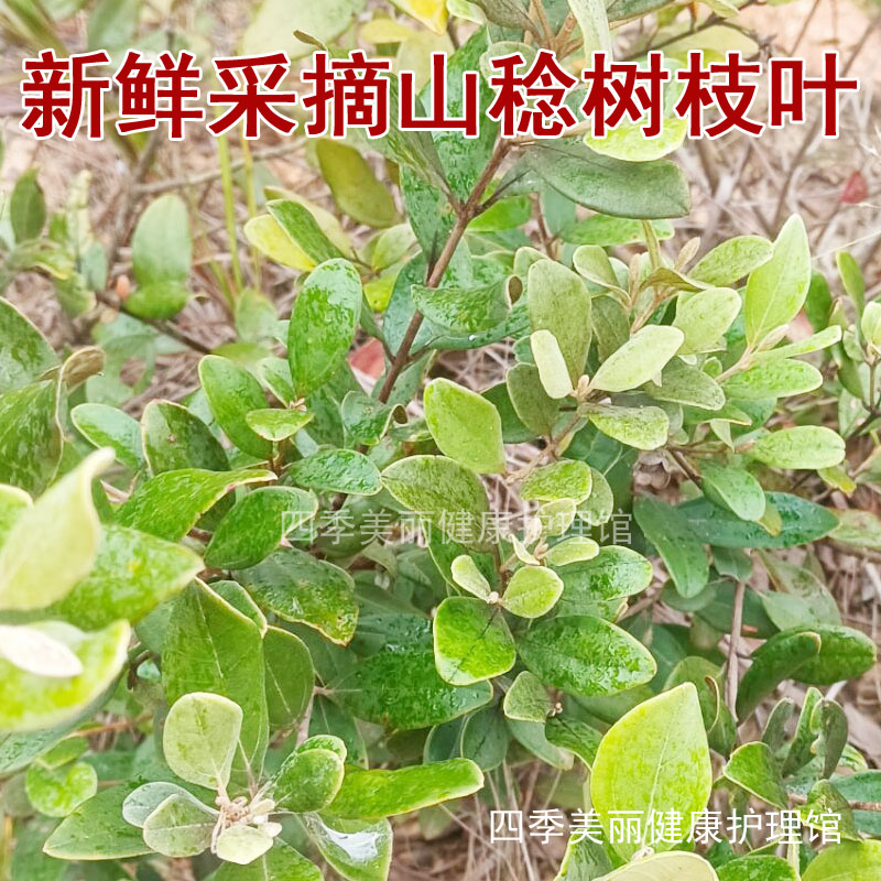 山稔子树枝叶新鲜采摘 桃金娘豆