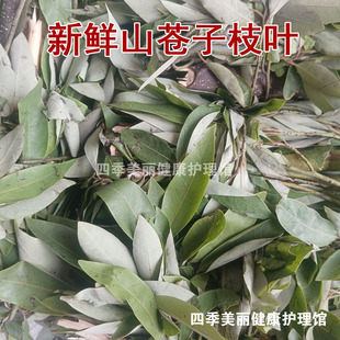 山苍子枝叶新鲜采摘山鸡椒木姜子山仓子山苍仔天然香料