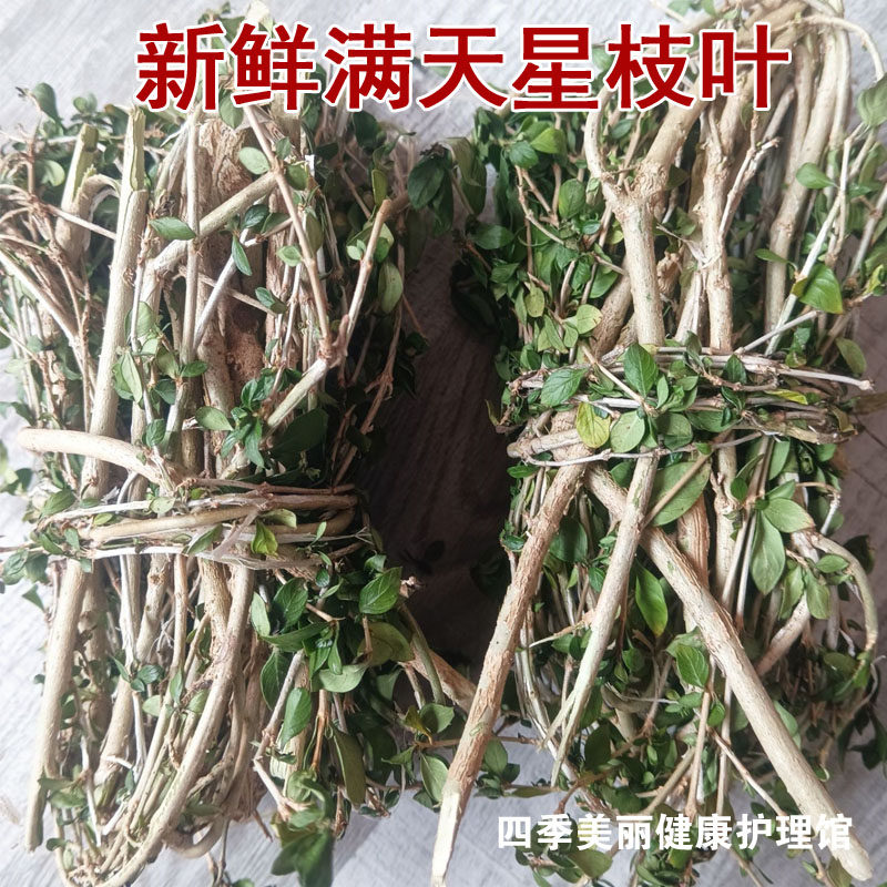 现摘新鲜满天星枝叶 白马骨新货