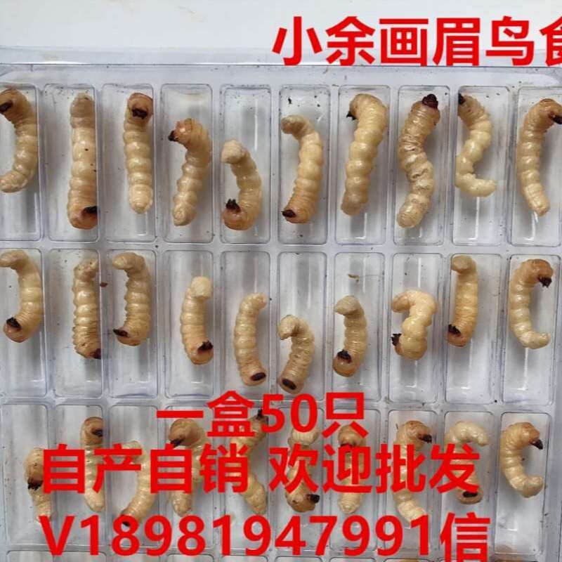 柴虫特大号 斗鸟鸟食 老木虫 地蜘蛛地黄牛活食 野生上性壮膘50只