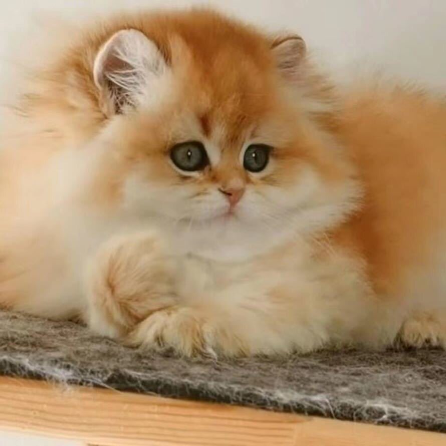 纯种英短金渐层幼猫ny12色金渐层蓝金渐层银渐层幼崽活体宠物猫