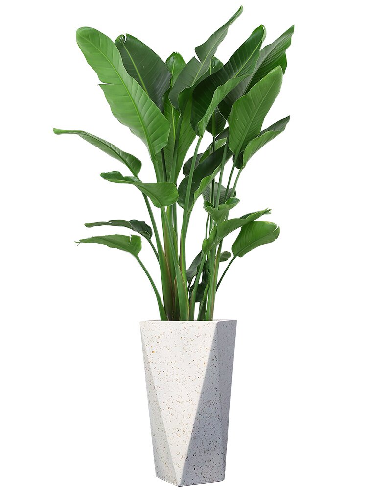 天堂鸟大型办公j室内盆栽绿植物客厅望鹤兰花卉北欧风ins居家无锡