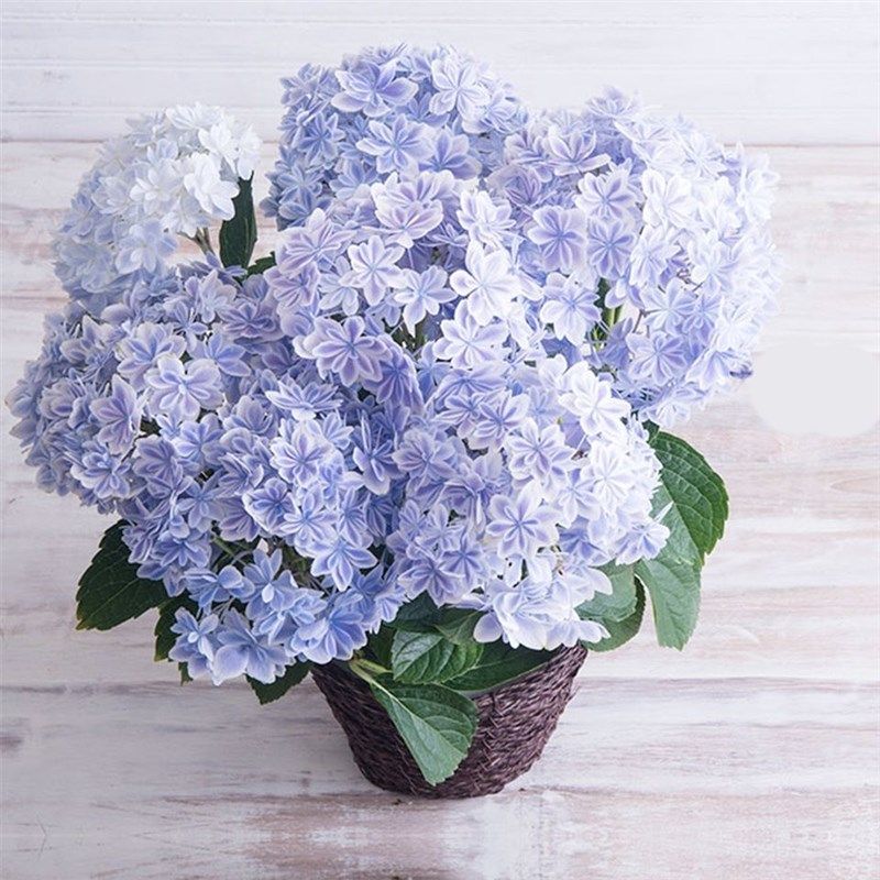 万华镜非常容易花苗盆栽可八仙花重d瓣木本花卉不含盆调色植物大