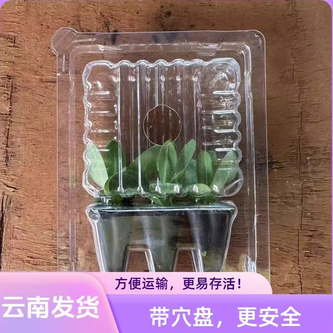 包装带穴盘云南直销重瓣洋桔梗小花苗开花机器切花多年生耐寒耐热