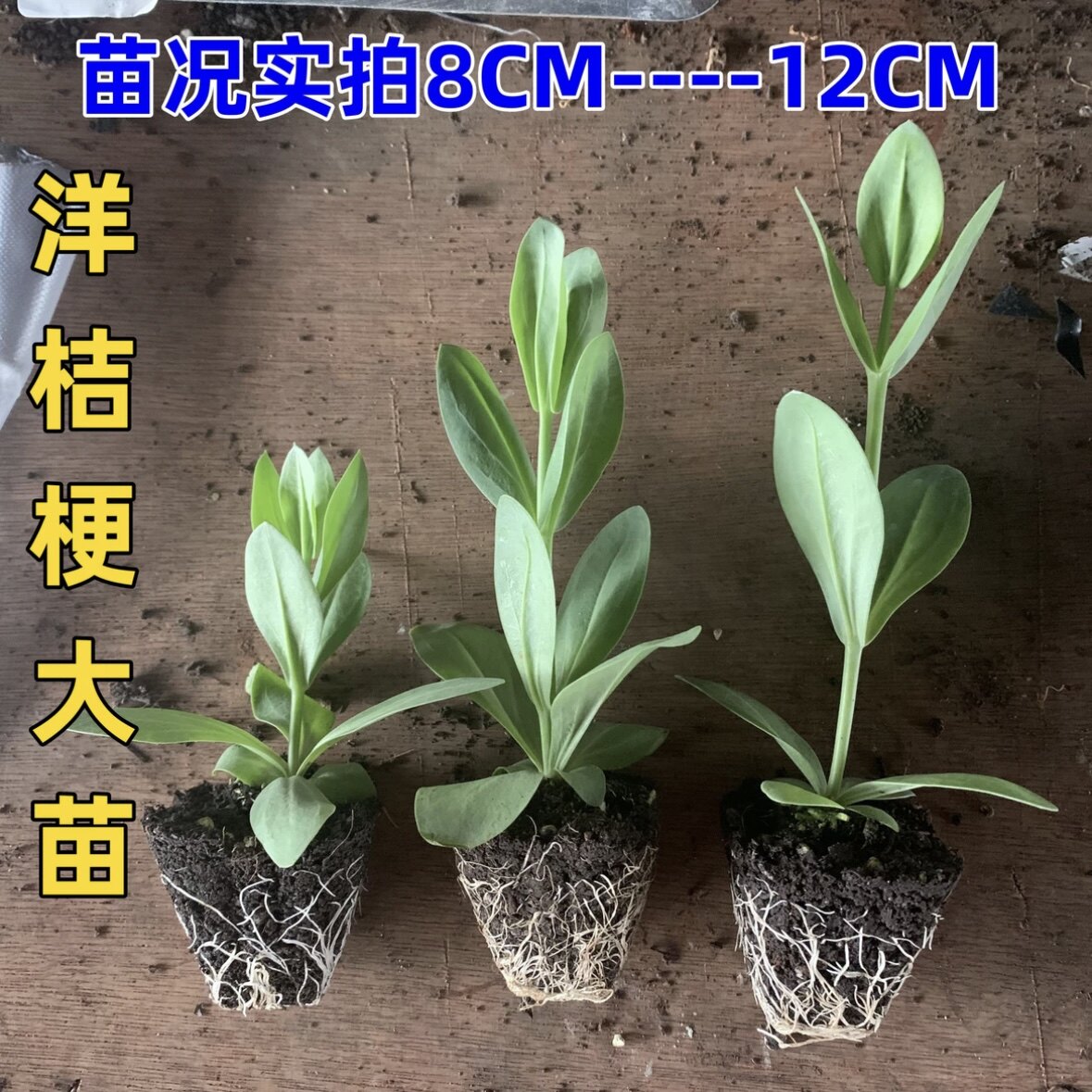 云南直发洋桔梗大苗四季开花盆栽