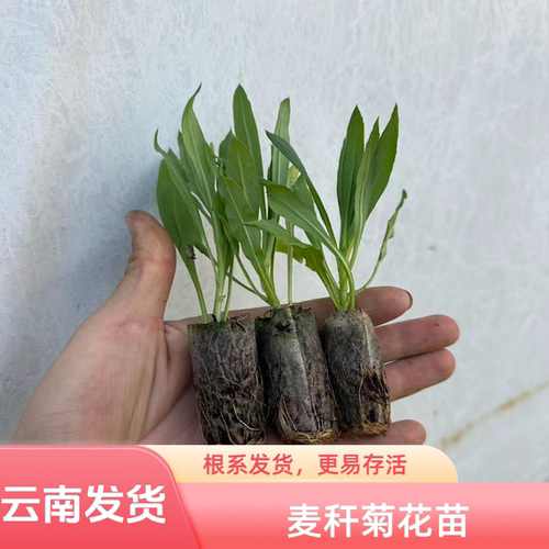 云南矮杆麦秆菊小苗多季开花盆栽易种活室内室外庭院花卉观花植物
