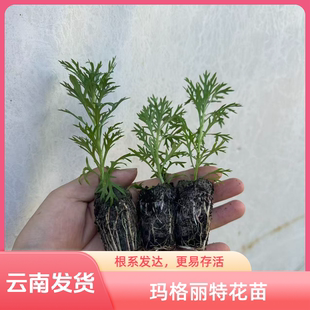 云南发货玛格丽特花苗盆栽室内外地栽花重瓣耐寒耐热绿植多季开花