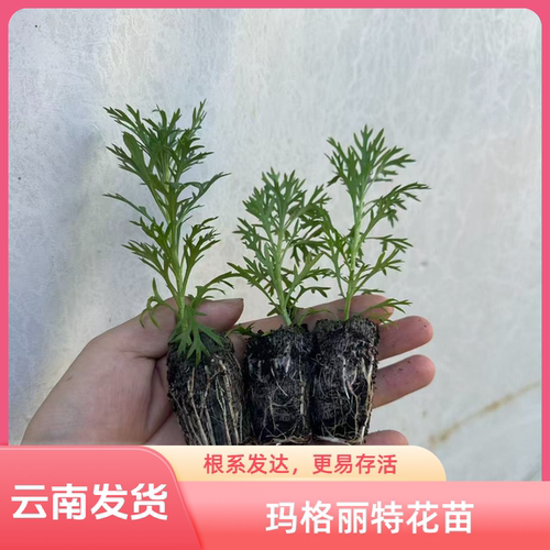 云南发货玛格丽特花苗盆栽室内外地栽花重瓣耐寒耐热绿植多季开花