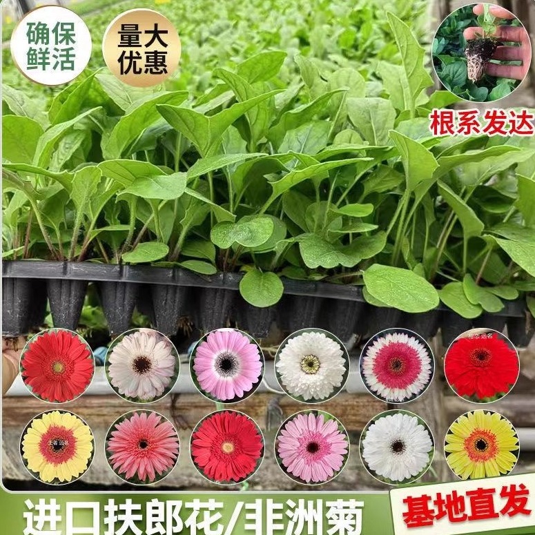 非洲菊花苗盆栽花苗扶郎花小苗开花机器绿植花卉阳台庭院易活种苗