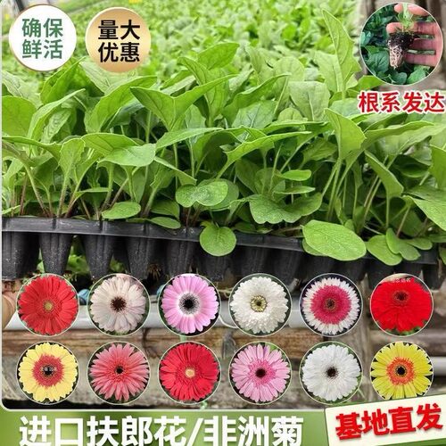 非洲菊花苗盆栽花苗扶郎花小苗开花机器绿植花卉阳台庭院易活种苗