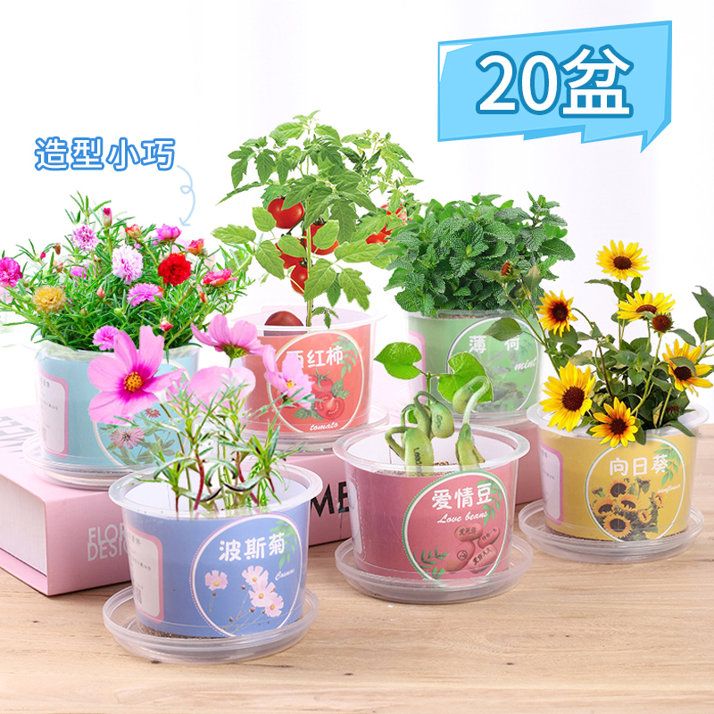 巧巧杯迷你小盆栽儿童种植果蔬小盆栽学生观察绿植种子盒迷你种植