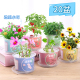 巧巧杯迷你小盆栽儿童种植果蔬小盆栽学生观察绿植种子盒迷你种植