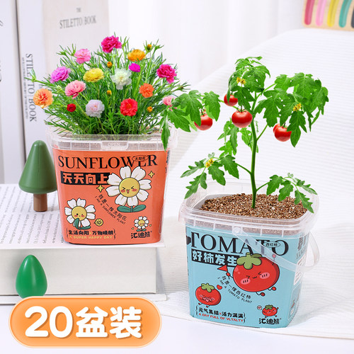 儿童植物罐头创意小盆栽栽培办公室桌面迷你绿植草莓向日葵种植
