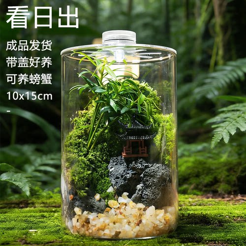 苔藓微景观闷养桌面创意生态瓶绿植生态缸雨林造景摆件懒人好养