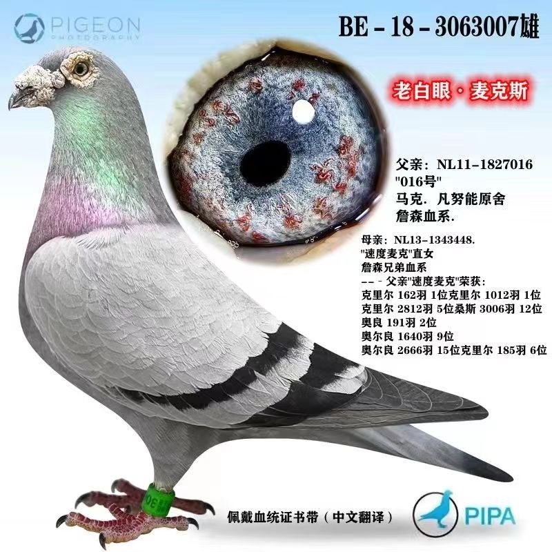 信鸽赛鸽种鸽成绩鸽血统鸽公棚鸽