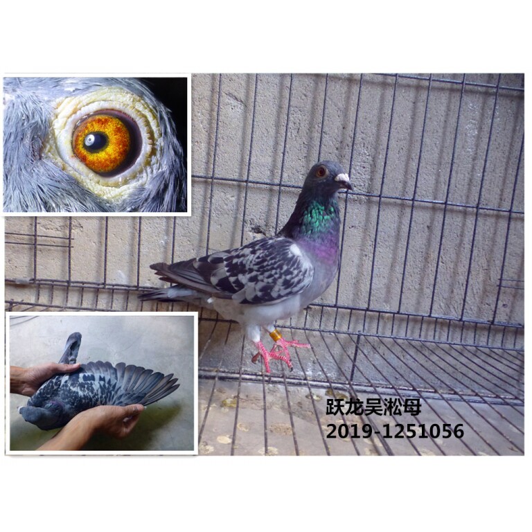 子赛鸽信鸽种鸽幼鸽成绩鸽