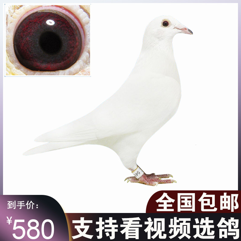 村松白吐尼尔纯白信鸽白鲁道蝴蝶花信鸽麒麟花鸽子黑鸽火凤凰鸽子 - 实物图