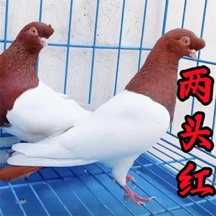 发货快纯种活体活物一对活体鸽幼鸽幼崽信鸽纯种观赏鸽两头红