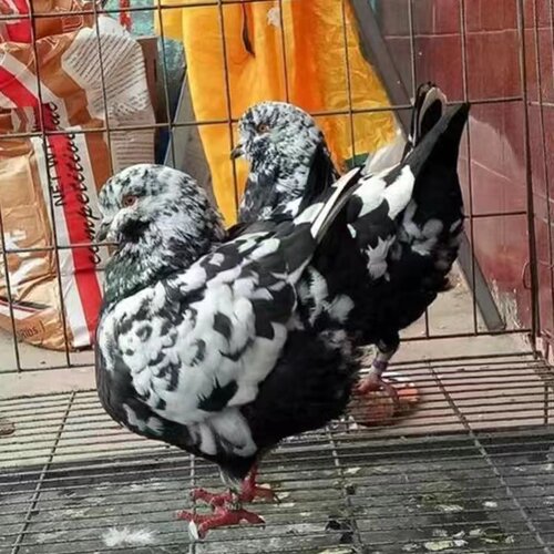 包邮纯种巨型元宝鸽子活公母一对