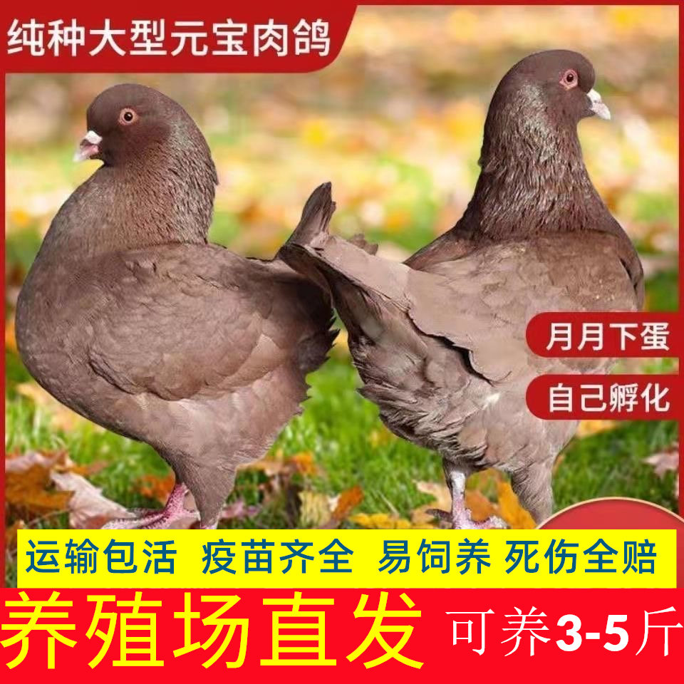 鸽子活体元宝鸽大型肉鸽子活物家