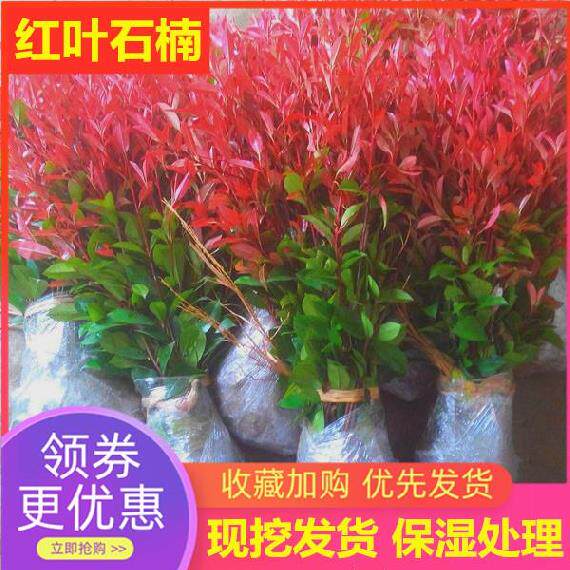 马路边绿化树观赏树种植门口工程阳台自产花草石楠大红色植物学校