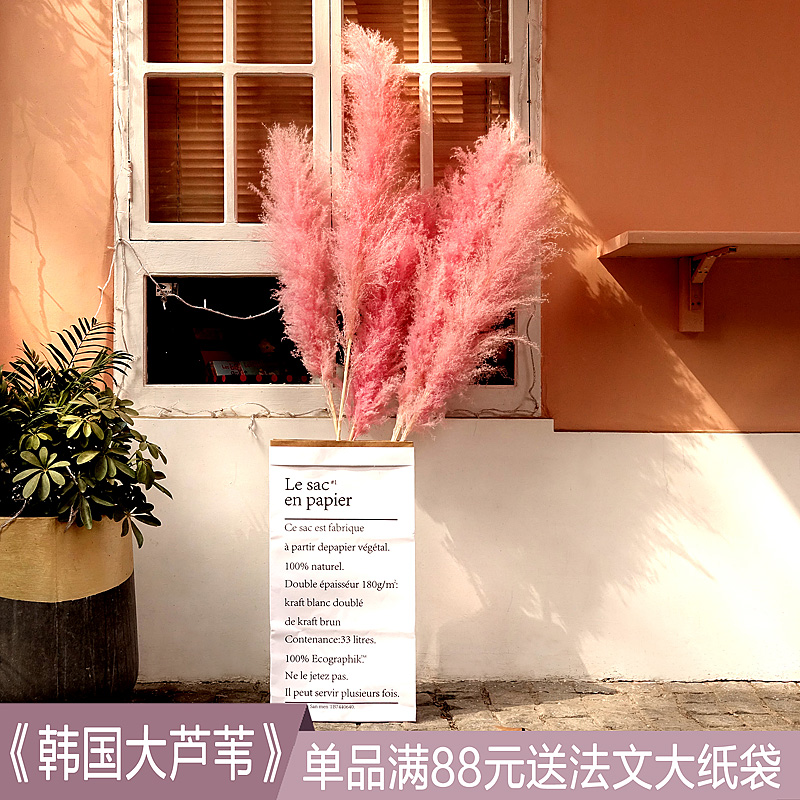 新款大芦苇草c干芦苇真花干花花束婚庆芦苇装饰花插花客厅橱窗道