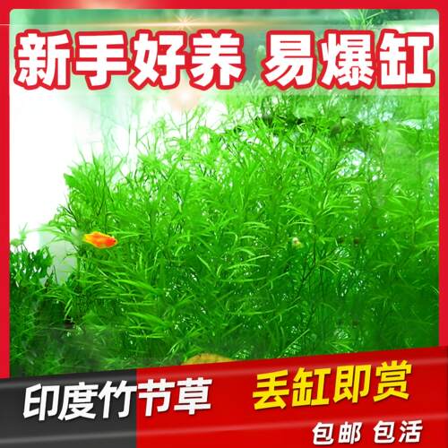印度竹节草新手好养耐活养不死水草植物鱼缸装饰造景增氧净化水质