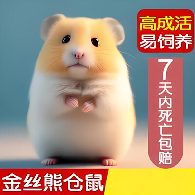 家养金丝熊小苍仓鼠活物已打疫苗一公一母大体型网红鼠类宠物活物