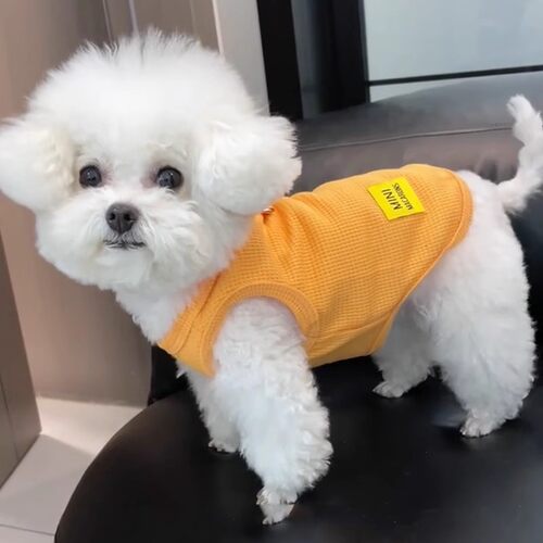 宠物服装小狗狗衣服猫咪服装华夫格背心衣服博美泰迪比熊可爱服饰