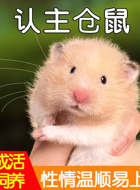 认主仓鼠金丝熊活物已打疫苗一公一母好养的小苍昌鼠活宠物长毛鼠