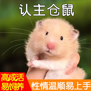 认主仓鼠金丝熊活物已打疫苗一公一母好养的小苍昌鼠活宠物长毛鼠