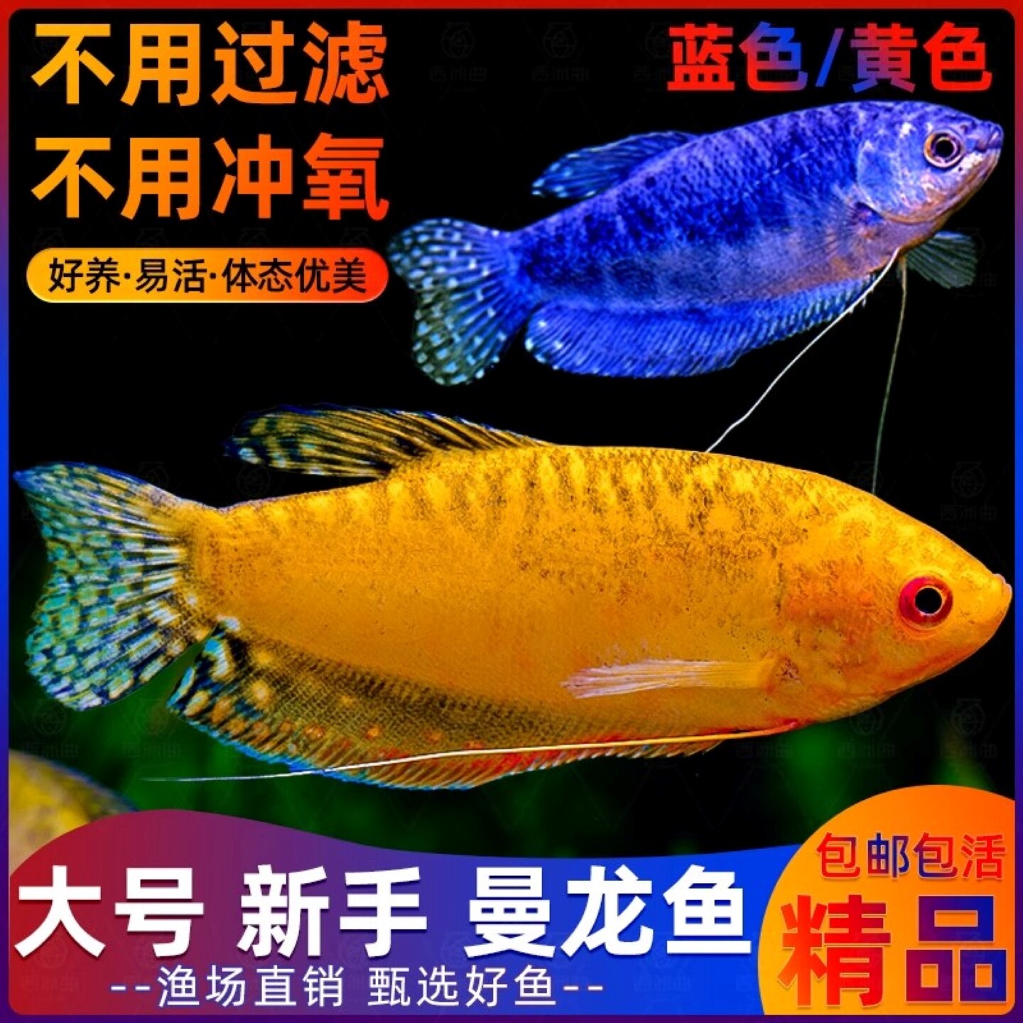 曼龙鱼热带观赏鱼黄曼龙蓝曼龙五彩血丽丽珍珠马甲球活小型淡水鱼