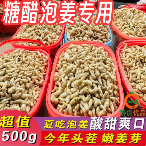 贵州【新鲜嫩姜芽】糖醋酸辣腌制开胃泡菜泡姜仔姜小黄姜新鲜生姜